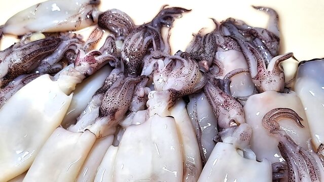 Close-up of fresh raw squids, seafood background.