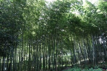 Fototapeta premium 竹林