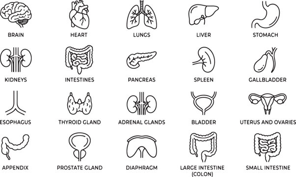 Comprehensive collection of human internal organs, depicted as detailed line art icons for anatomical studies.