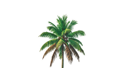 Fototapeta premium Isolated vibrant coconut palm tree featuring lush green fronds on a clean transparent background for tropical design projects