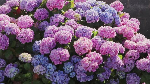 Backlit pink and blue flower heads of Hydrangea macrophylla, also known as bigleaf hydrangea, French hydrangea and hortensia, gently swaying in the golden evening light.