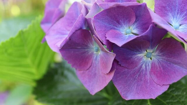 Macro video of Hydrangea macrophylla, also known as French hydrangea, bigleaf hydrangea and hortensia, revealing purple, blue and cream petals with delicate pale blue flower centers.
