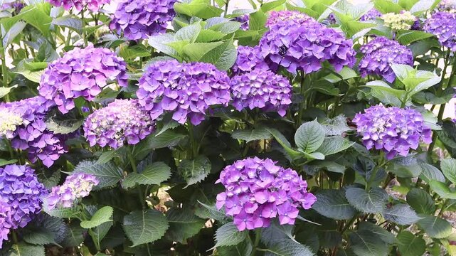 Lush shrub of Hydrangea macrophylla, also known as bigleaf hydrangea, French hydrangea and hortensia, with rich purple flower clusters and dark green foliage gently moving in soft daylight.