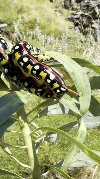 Close up of a colorful spurge hawk moth larva feeding and moving vertically