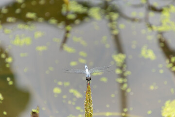 水面の静寂と青い蜻蛉 © toshiyuki ookubo