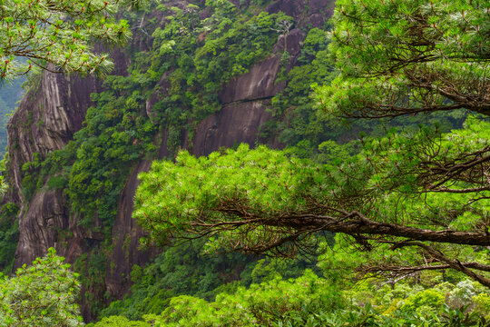 Green pine trees grow on the steep granite cliffs of Sanqingshan Mountain in Jiangxi province of China during a bright summer day