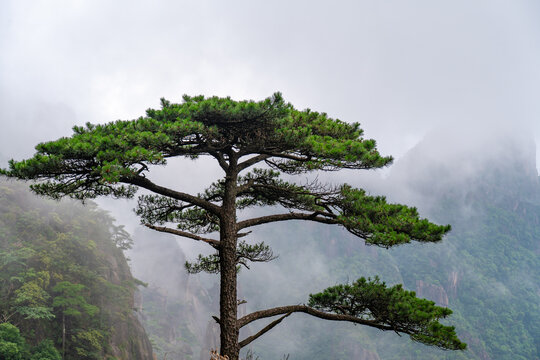 A solitary pine tree stands on a cliffside at Sanqingshan Mountain in Jiangxi China surrounded by misty clouds and rugged mountain peaks