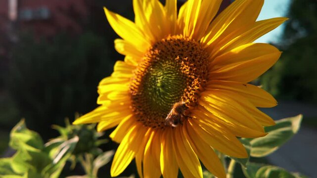 macro bright yellow sunflower during golden hour with a honey bee collecting nectar and pollinating the flower. Detailed petals, textured seed head, warm sunlight