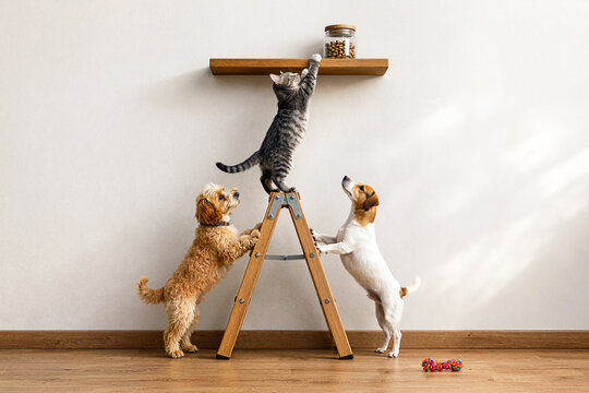 Cat and two dogs teaming up on ladder to reach treat jar on shelf funny pet teamwork concept