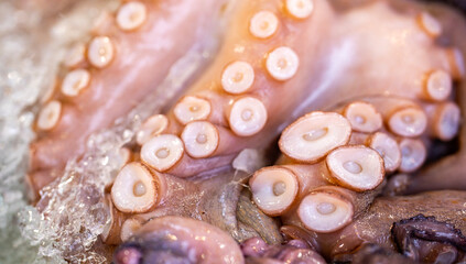Octopus on crushed ice. Octopus with suction cups. Raw octopus tentacle closeup. Fresh octopus skin texture. © Volodymyr