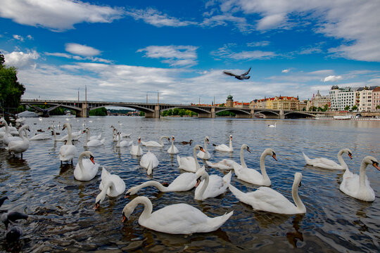 Swans on the Vltava River with Dancing House and Jirasek Bridge in Prague. Travel destination in Prague. Swans swimming on the Vltava River with the Dancing House in Prague.