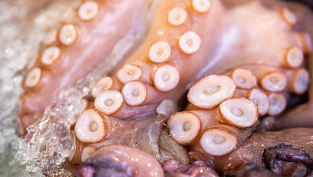 Octopus on crushed ice. Octopus with suction cups. Raw octopus tentacle closeup. Fresh octopus skin texture.