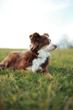 Australian Shepherd Dog Standing in Green Grass Outdoors