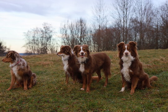 Three Australian Shepherds in a Grassy Field