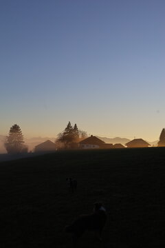 Dog and Puppy in Misty Rural Landscape at Sunset