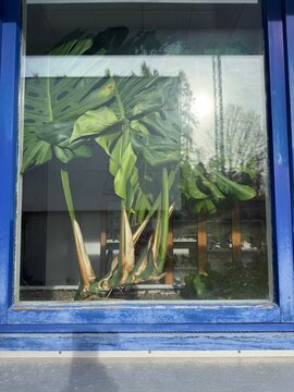 Window with a plant in it