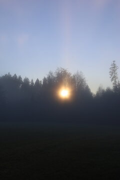 Sun Through Misty Forest in Morning