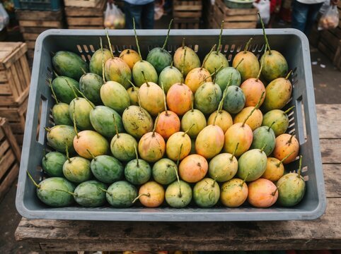 Many fresh mangoes in plastic crate on market stall high angle view.