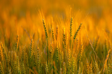 Obraz premium Spikelet catches golden sunlight. Spikelet stands against sunset. Wheat spikelet forms sharp silhouette. Backlit spikelet holds fine awn.