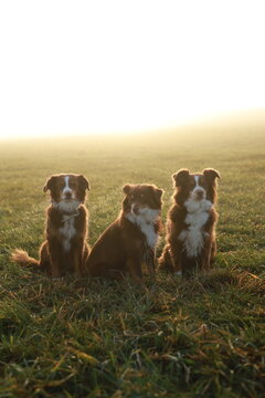 Three Australian Shepherds in Sunny Grass