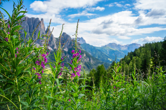 Purple alpine wildflowers Chamerion angustifolium in sharp focus with the dramatic Dolomite mountain landscape softly blurred in the background in South Tyrol, Italy