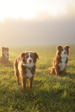 Australian shepherd dogs in sunlit grass field