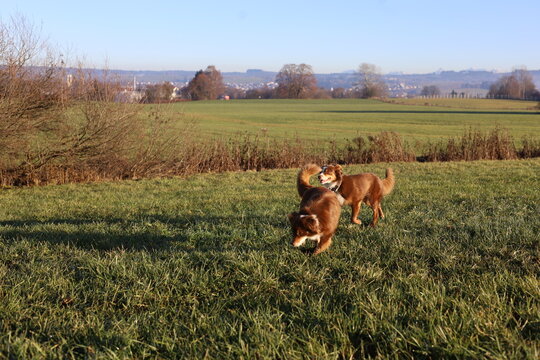 Two Australian Shepherds Playing in a Sunny Meadow