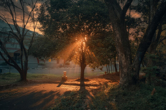 Beautiful volumetric sun rays breaking through tree branches at park during dramatic golden hour sunset