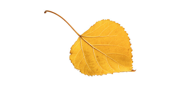 Single bright yellow autumn fallen birch leaf isolated on transparent background
