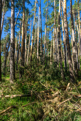 A fallen coniferous tree on the grass in a forest is illuminated by sunlight. Tree trunks are in the background. Blue sky. The aftermath of heavy snowfall. © Michael