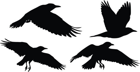 Obraz premium Flying raven silhouettes, black bird collection in dynamic flight poses isolated editable vector illustration for wildlife design