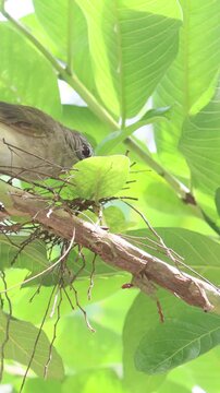 Bird Starting make a nest, White browed bulbul , making nest on branch 