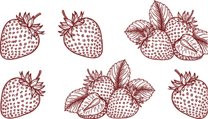 Vintage strawberry engraving illustrations, hand drawn fresh berry sketches isolated on white editable vector collection for packaging © MASUMA
