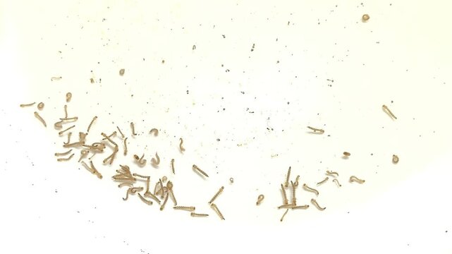 Mosquito larvaes in the water, indoor Changmai Thailand.