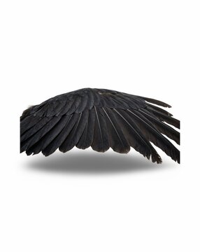 Natural Black Angel Wings with Feather Plumage Isolated on White Background