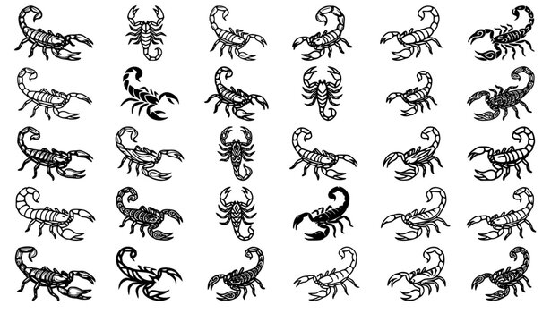 Scorpion collection diverse black and white illustrations for design projects