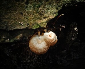 Toadstools on the tree. © ISDANDI