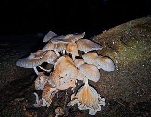 Fototapeta premium A dense cluster of wavy-capped brown mushrooms sprouting out of a weathered log.