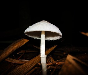 A tall single white mushroom standing upright on dry leaves against a dark forest backdrop. © ISDANDI
