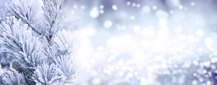 Horizontal Christmas background with pine branch, covered with frost. Holiday winter banner with frozen branches of fir tree. Festive banner featuring a frosted fir branch at abstract glitter lights