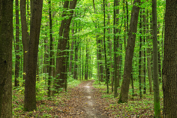 Forest trees. Nature green wood sunlight backgrounds © photolink