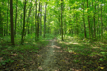 Fototapeta premium Forest trees. Nature green wood sunlight backgrounds