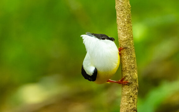 m&auml;nnlicher Wei&szlig;bandpipra (Manacus candei),