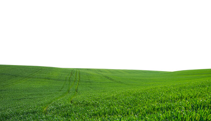 Obraz premium green grass field isolated on white background
