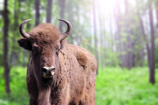 Picturesque landscape - european bison in forest. A young male zubr with rays of sunlight, Belovezhskaya Pushcha Nature Reserve. Wild auroch in woodland in national park Bialowieza Forest, Europe