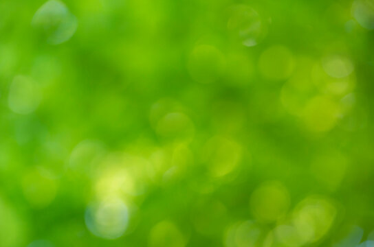 Green bokeh background from nature forest out of focus