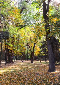Calm fall season. Beautiful landscape with linden alley in autumn park. Lindens trees with green, yellow and orange leaves and footpath in the town park in sunny day. Lime trees form a beautiful alley