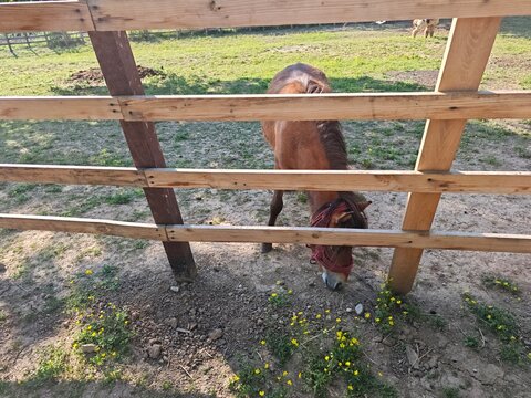 Serbia Valjevo 06.06.2026 Brown Horse Grazing Behind Wooden Fence