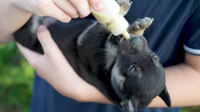 Close up shot of a person cradling a tiny newborn puppy in their arms and bottle feeding it milk, while the cute puppy actively sucks and blinks its blue eyes.