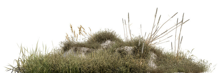 Obraz premium Wild grass patch, weeds, and tall reeds growing on sandy ground, isolated on a transparent background. Perfect for architectural 3d rendering, landscape element, or design compositing